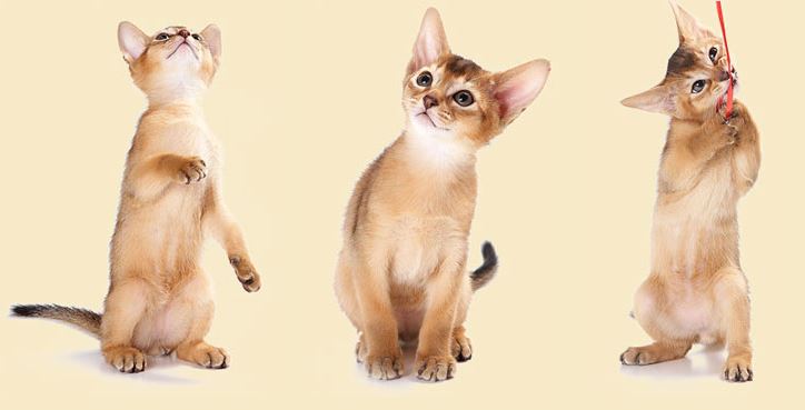Cattery of Abyssinian cats