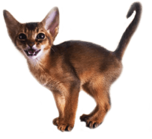 Cattery rare breeds SINDYCAT