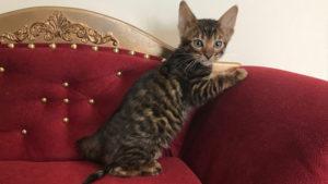 Toyger - cat and kitty waiting for you!