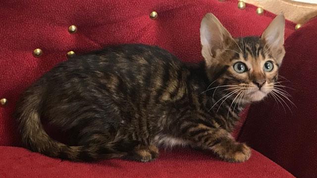 Toyger - cat and kitty waiting for you!