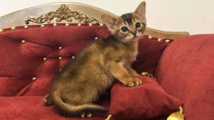 Abyssinian cat ruddy ready to move