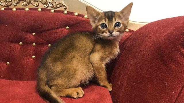 Do you want to buy this Abyssinian cat ruddy