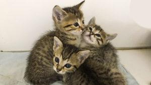 Egyptian Mau kittens