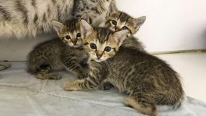 Egyptian Mau kittens