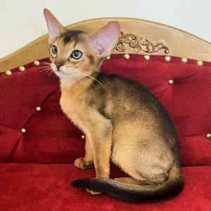 Abyssinian kitten ruddy! Bright, big-eyed, big-eared