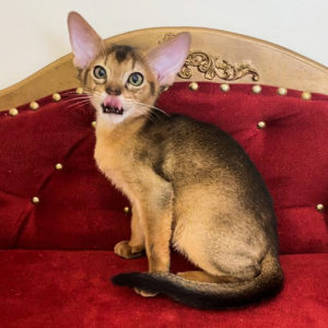 Abyssinian kitten ruddy! Bright, big-eyed, big-eared