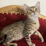 Egyptian mau silver cat