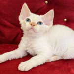 kitten devon rex red tabby point with blue eyes
