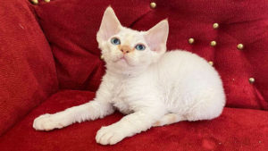 Kittens Devon Rex for sale
