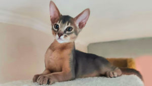 Abyssinian kittens for sale