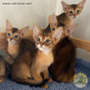 Abyssinian kittens Ruddy