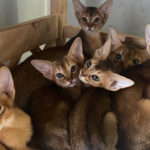 Video. Abyssinian kittens. Cattery SindyCAT