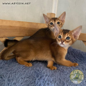 Abyssinian kittens Ruddy