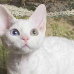 Odd-eyed snow-white female Devon Rex