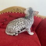 Egyptian Mau silver color kitten