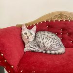 Egyptian Mau silver color kitten