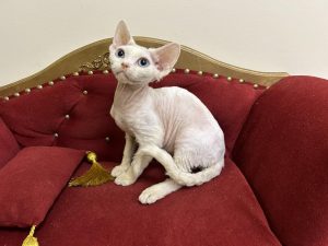 Devon Rex snow-white blue-eyed cat