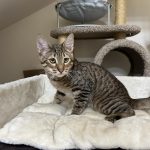 Toyger cat — a real tiger