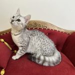 Egyptian Mau cat contrast spot on silver